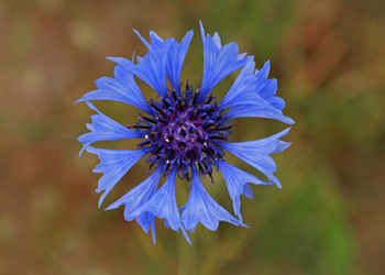 Kornblume (Centaurea cyanus L.) - © Emanuel Trummer